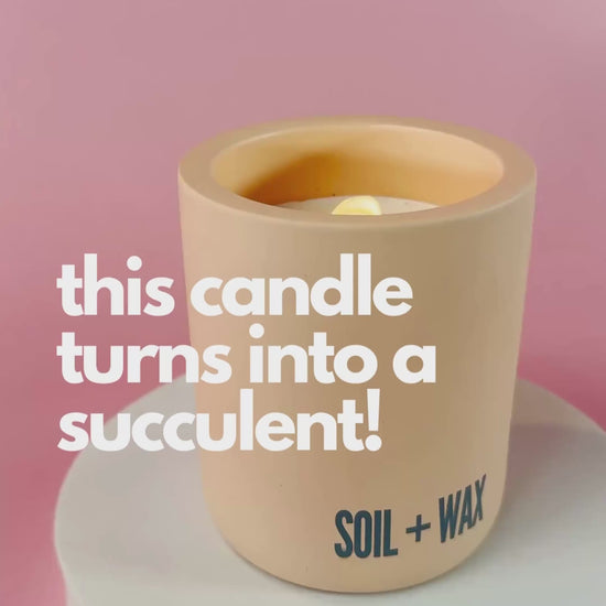 Coconut wax candle and succulent growing kit video